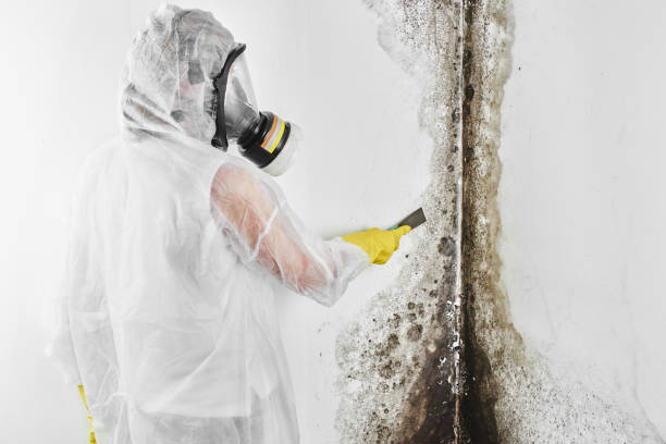 Best Toxic Mold Removal  in Alliance, OH