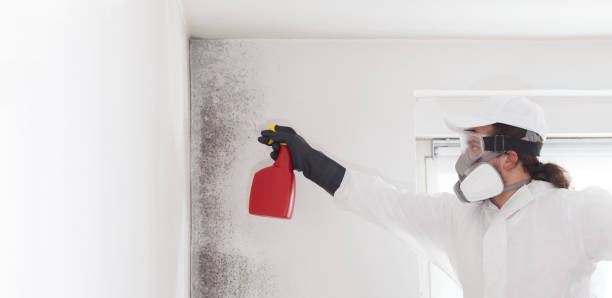 Best Residential Mold Removal  in Alliance, OH
