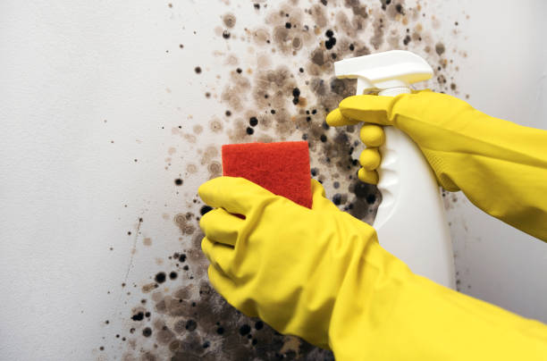 Best Local Mold Removal Service  in Alliance, OH