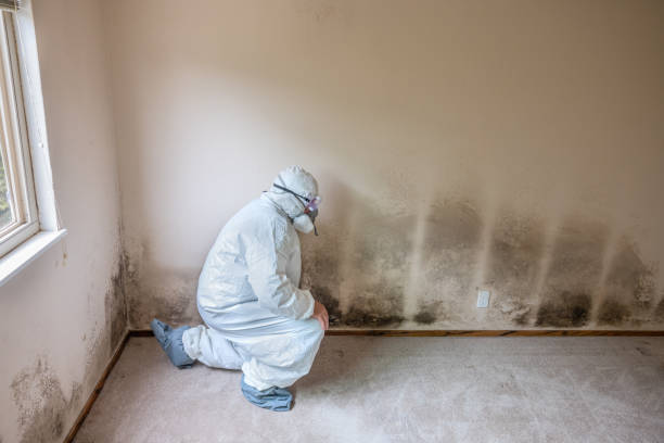 Best Certified Mold Removal  in Alliance, OH