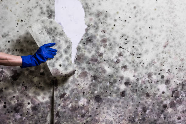 Attic Mold Removal in Alliance, OH