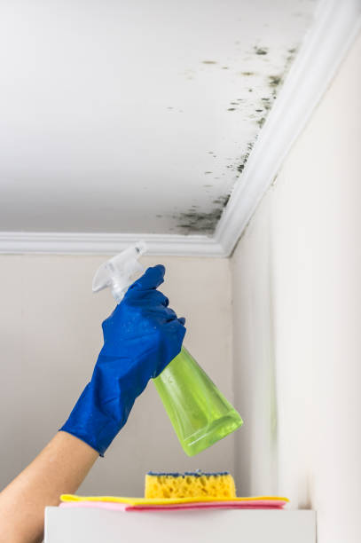 Professional Mold Removal in Alliance, OH